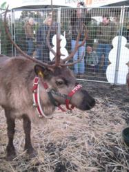 Prancer the Reindeer at Dennis' 7 Dees